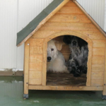 canile3