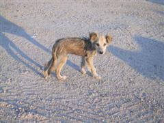 cane abbandonato