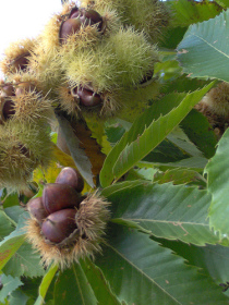 castagne