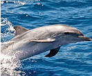 delfino