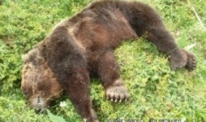 orso-morto