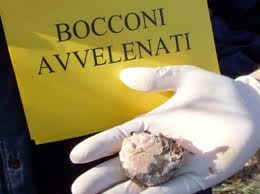 polpette