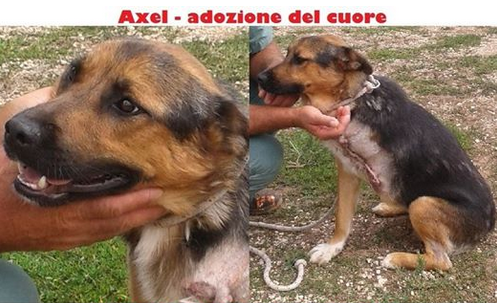 adozioni cani