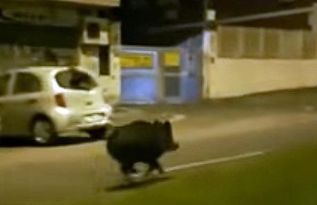 Nuovo incidente stradale nella notte a Roma con un cinghiale.