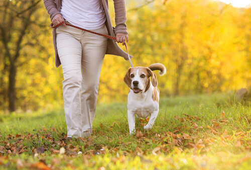 passeggiando-cane