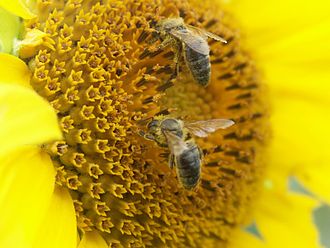 Le api ” sentinella” contro il virus SarsCoV2.