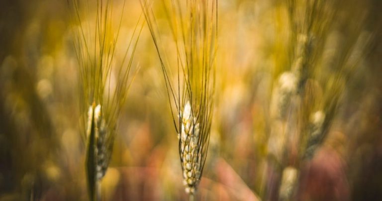 Giornata mondiale dell’Alimentazione- il manifesto Mai più Fame.