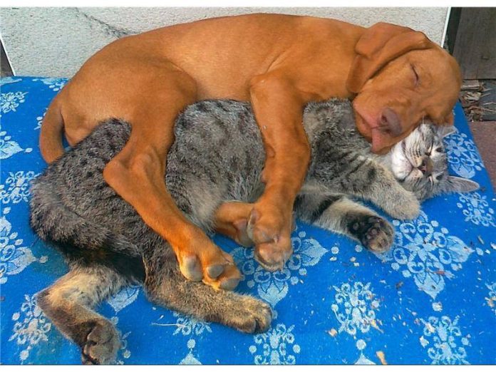 F.C.7089-cane-e-gatti-