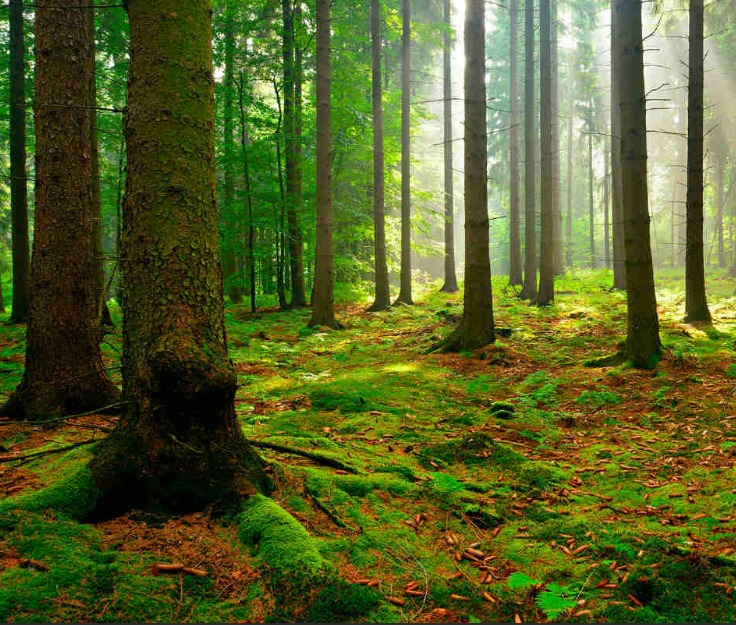 Traslocare i boschi per salvarli dai cambiamenti climatici.
