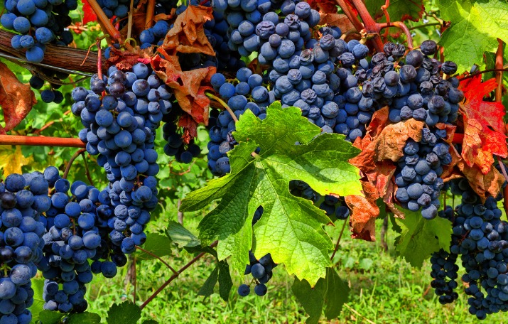 Vendemmia 2022: siccità e anticipo, ma nessun dramma.
