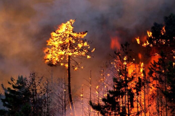 Incendi boschivi