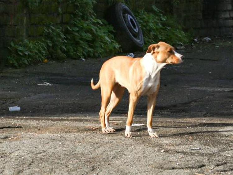 Animali, riforma Brambilla: pene più aspre e carcere per chi li abbandona.