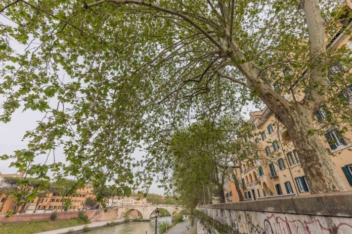 platani-sul-lungotevere-photo-davide-palmieri