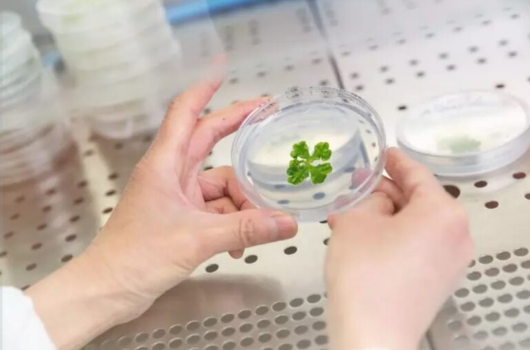 I principi attivi delle piante antiche per cosmetici e farmaci.