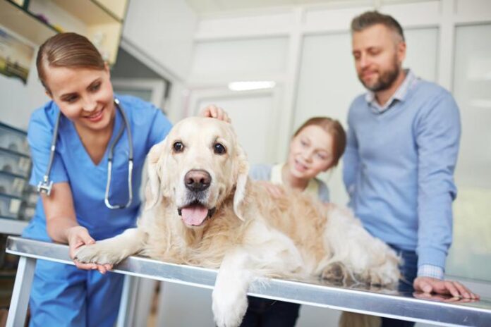 veterinaria_free