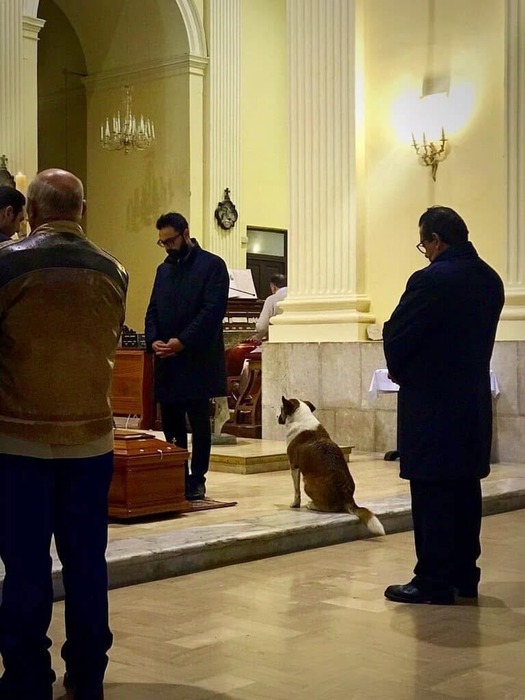 Volturara Irpina (AV), è morta Sally, la cagnolina che partecipava ai funerali.