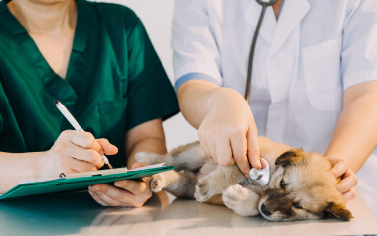 Animali, indagine: oltre il 90% dei proprietari si fida e apprezza i veterinari.