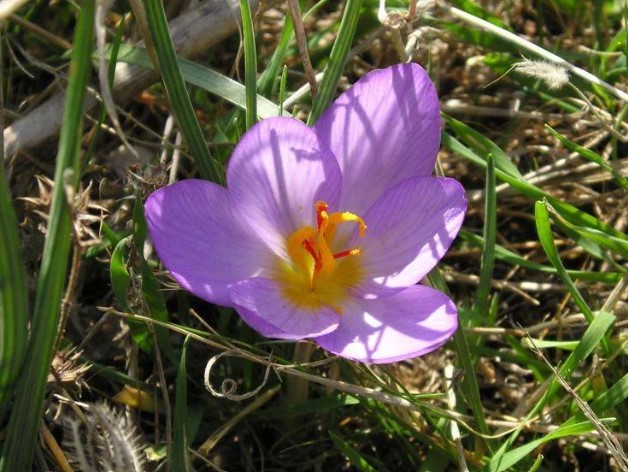 Zafferano_1