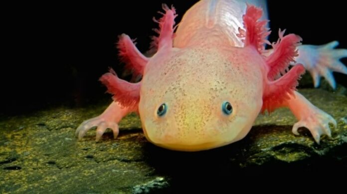 Axolotl_1