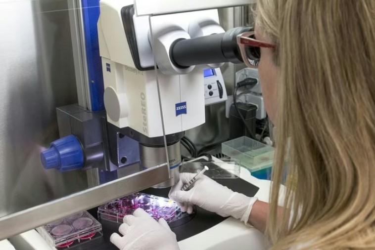 Infarto, curarlo con le staminali riduce il rischio d’insufficienza cardiaca.