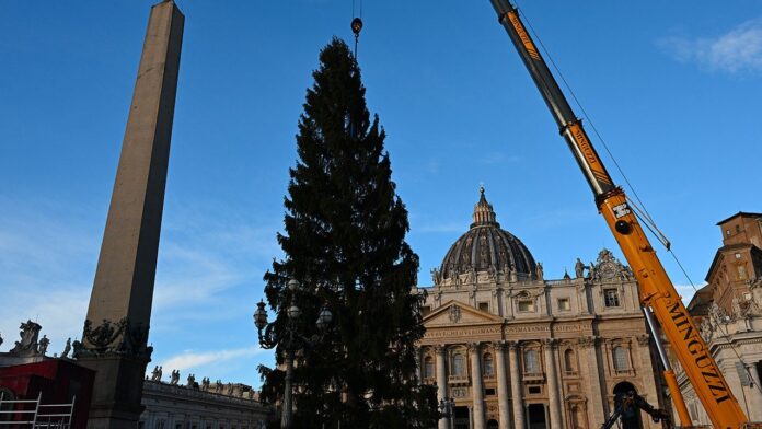 Albero_di_Natale_Vaticano_2025
