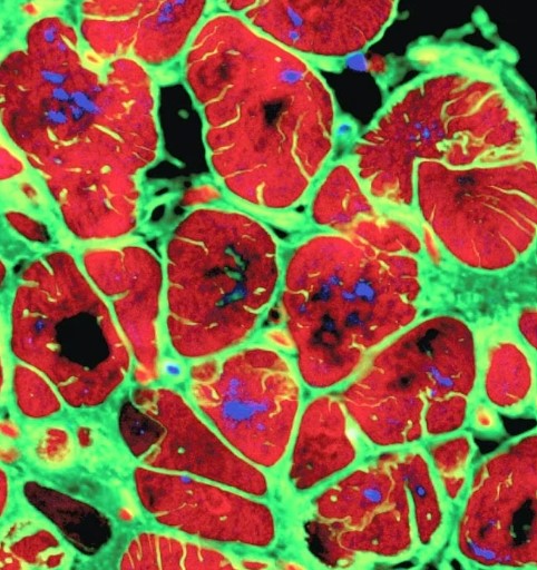 Cellule_cardiache