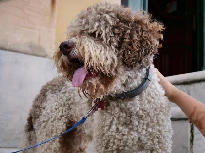 Cure_animali_IVA_ridotta