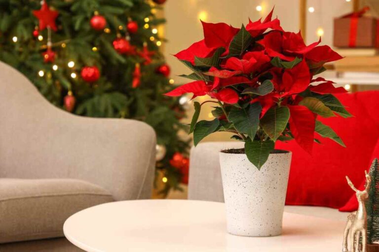 La vera storia della Stella di Natale: sai perché la poinsettia è diventata la pianta simbolo delle festività?