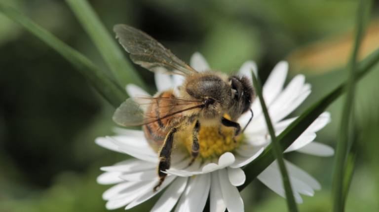 Buzz Life, il progetto europeo per salvare le api.