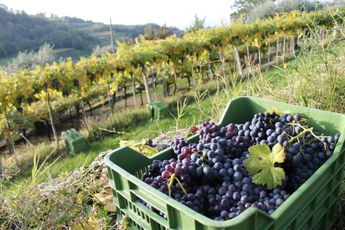 Amarone uva vendemmia (foto Consorzio Valpolicella)