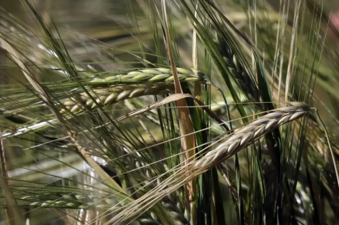 Spighe_di_orzo