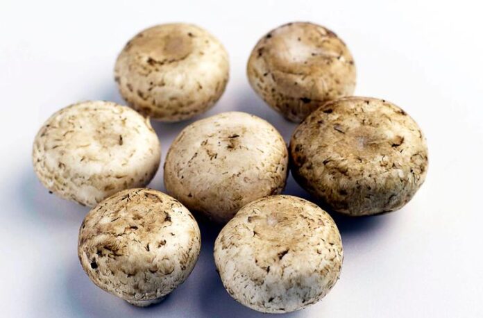 funghi_champignon_123rf_free