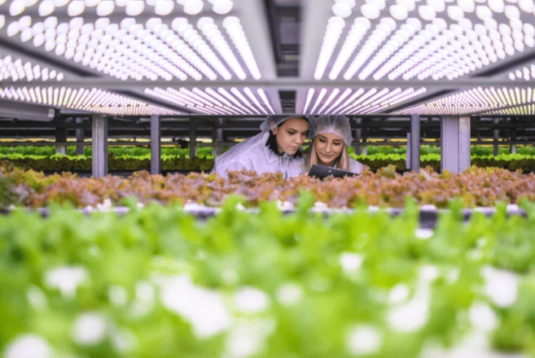 Ue, cresce il surplus nell’agrifood.